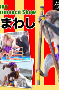 Monkey performance/猿回し